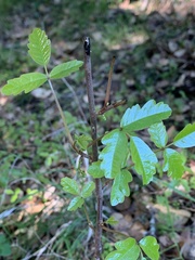 Toxicodendron diversilobum