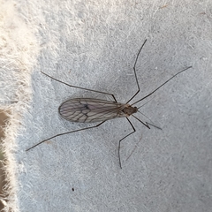 Trichocera regelationis