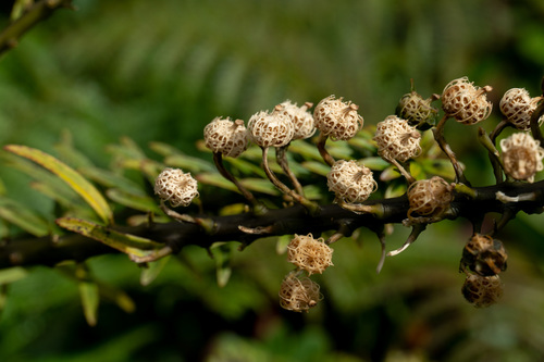 Trematolobelia macrostachys