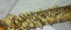 Resinomycena