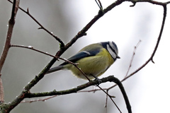 Cyanistes caeruleus