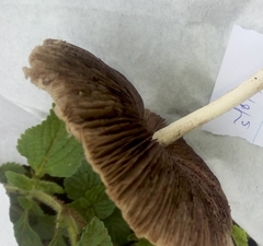 Panaeolus castaneifolius