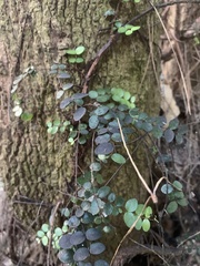 Metrosideros diffusa