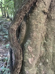 Metrosideros diffusa