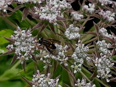 Helophilus antipodus