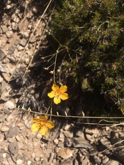 Linum berlandieri filifolium