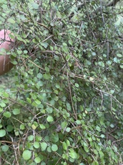 Coprosma crassifolia