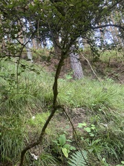 Coprosma crassifolia