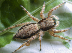 Menemerus bivittatus