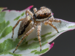 Menemerus bivittatus