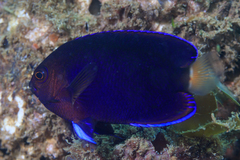 Centropyge fisheri