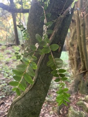 Metrosideros diffusa