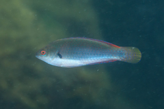 Cirrhilabrus punctatus