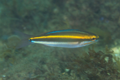 Pentapodus paradiseus