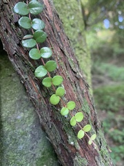 Metrosideros perforata