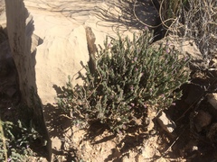 Hebecarpa macradenia