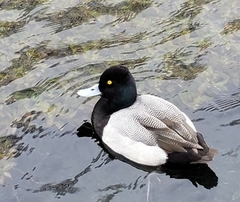 Aythya affinis