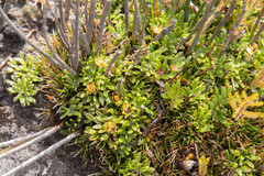 Actinotus suffocatus