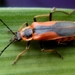 Escarabajo Soldado del Maíz - Photo (c) Alfredo Eloisa, algunos derechos reservados (CC BY-NC)