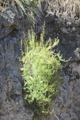 Hibbertia exutiacies