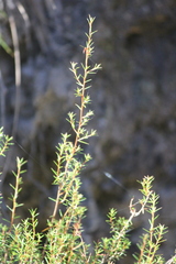 Hibbertia exutiacies