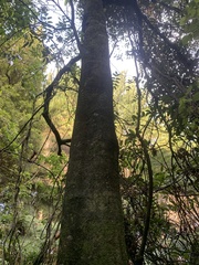 Alectryon excelsus excelsus