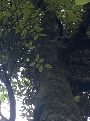 Alectryon excelsus excelsus