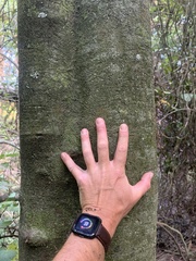 Alectryon excelsus excelsus