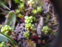 Sedum cespitosum