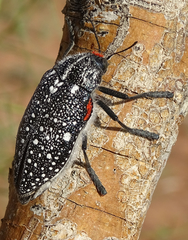 Julodis humeralis
