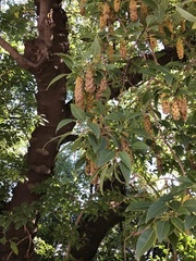 Phytolacca dioica