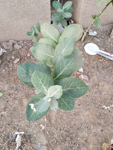 giant milkweed