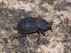 Trox perlatus