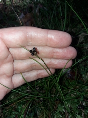 Juncus novae-zelandiae