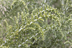 Olearia lepidophylla