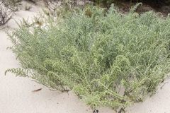 Olearia lepidophylla