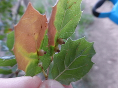 Callirhytis serricornis