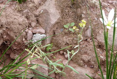 Pseudognaphalium