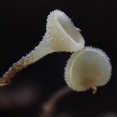 Martininia panamaensis