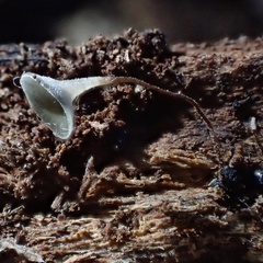Martininia panamaensis