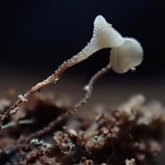 Martininia panamaensis
