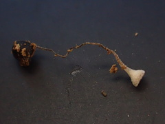 Martininia panamaensis