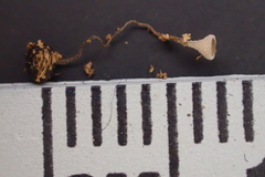 Martininia panamaensis