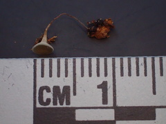 Martininia panamaensis