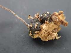 Martininia panamaensis