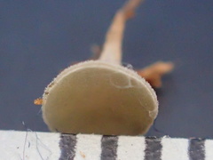 Martininia panamaensis