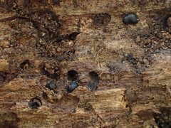 Martininia panamaensis
