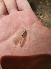 Nymphidae