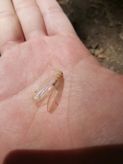 Nymphidae