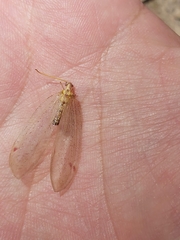 Nymphidae